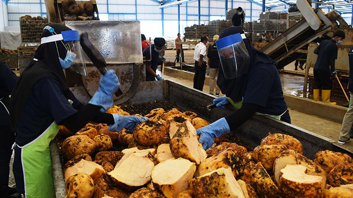 Kemenperin Sebut Industri Porang Tumbuh Positif di Tengah Tekanan Pandemi